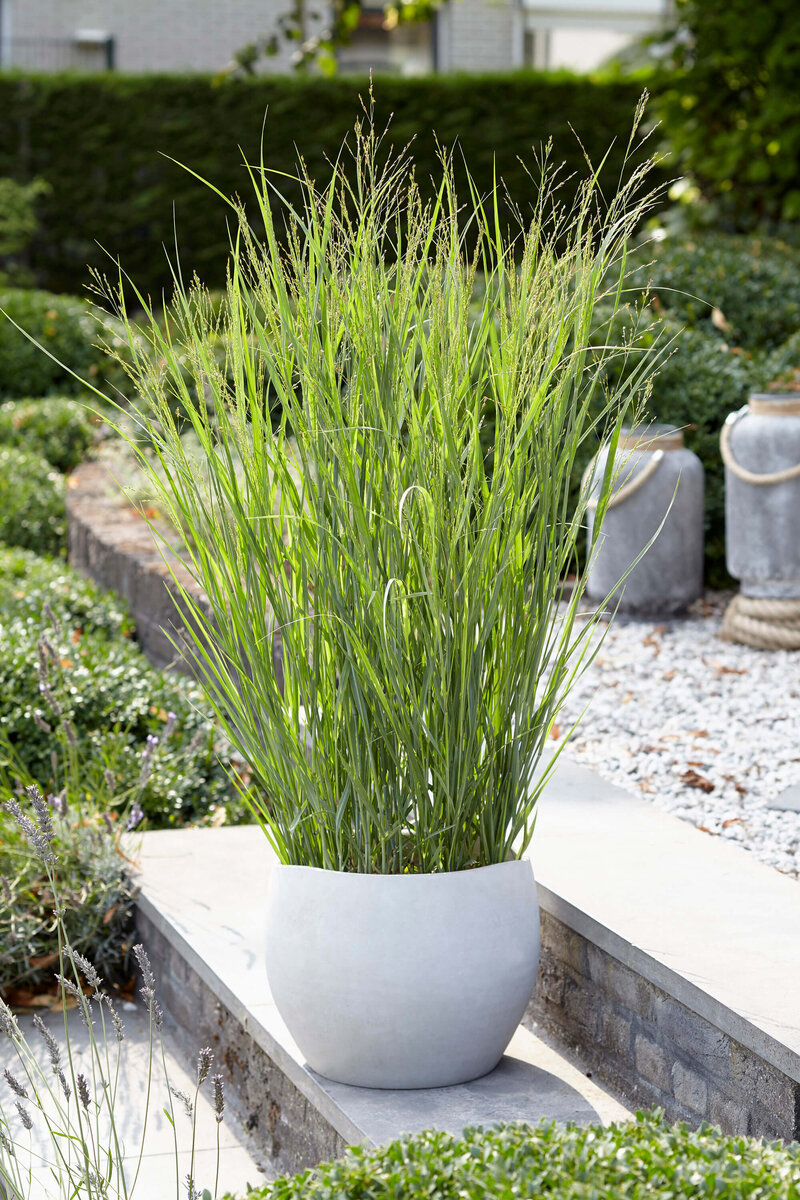 Panicum virgatum Heavy Metal