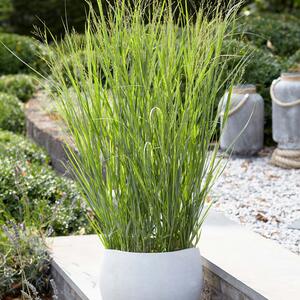 Panicum virgatum Heavy Metal