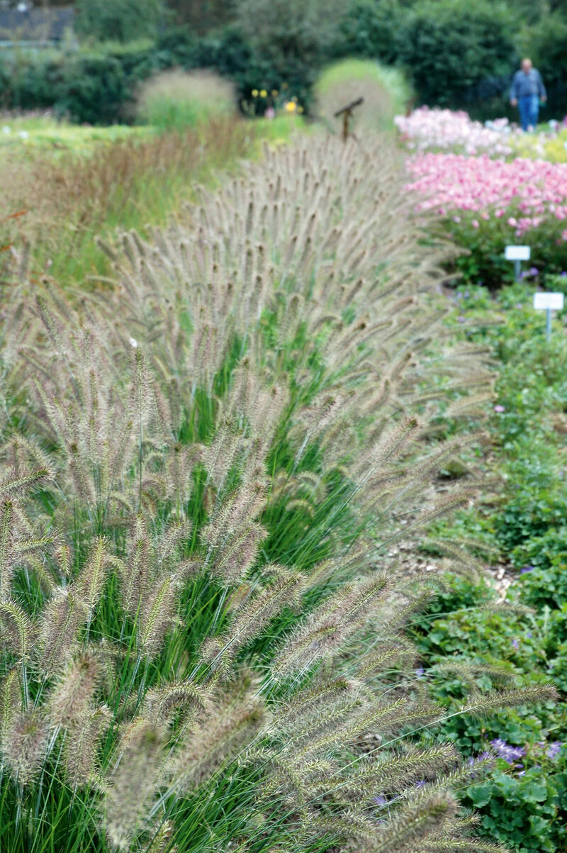 Pennisetum alopecuroides Hameln