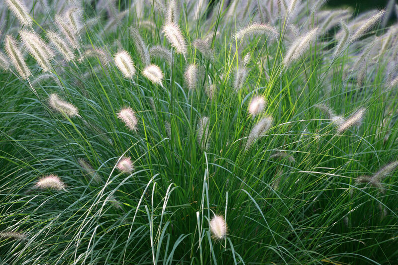 Pennisetum alopecuroides Hameln
