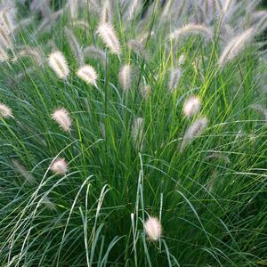 Pennisetum alopecuroides Hameln