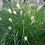 Pennisetum alopecuroides Hameln