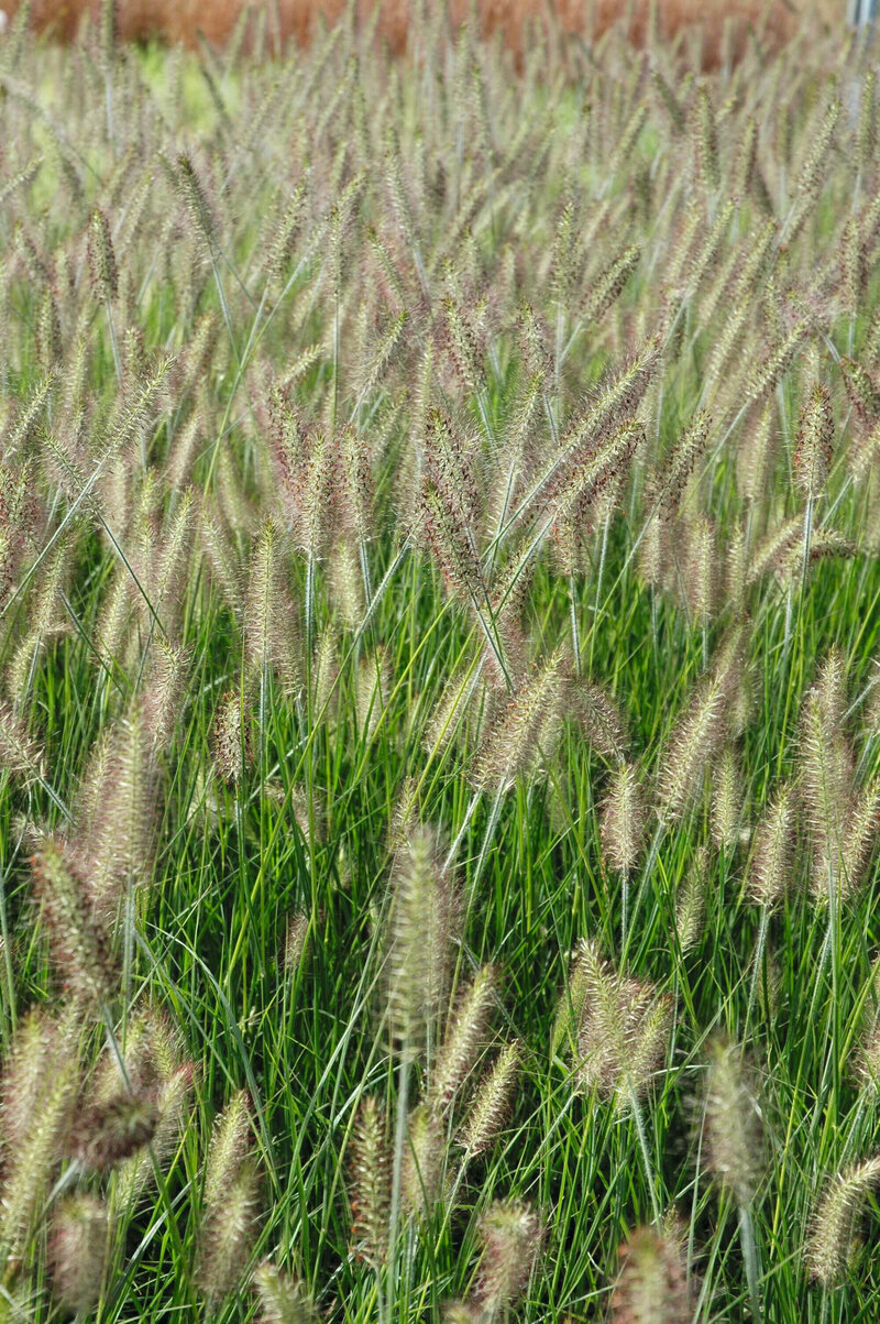 Pennisetum alopecuroides Hameln