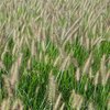 Pennisetum alopecuroides Hameln