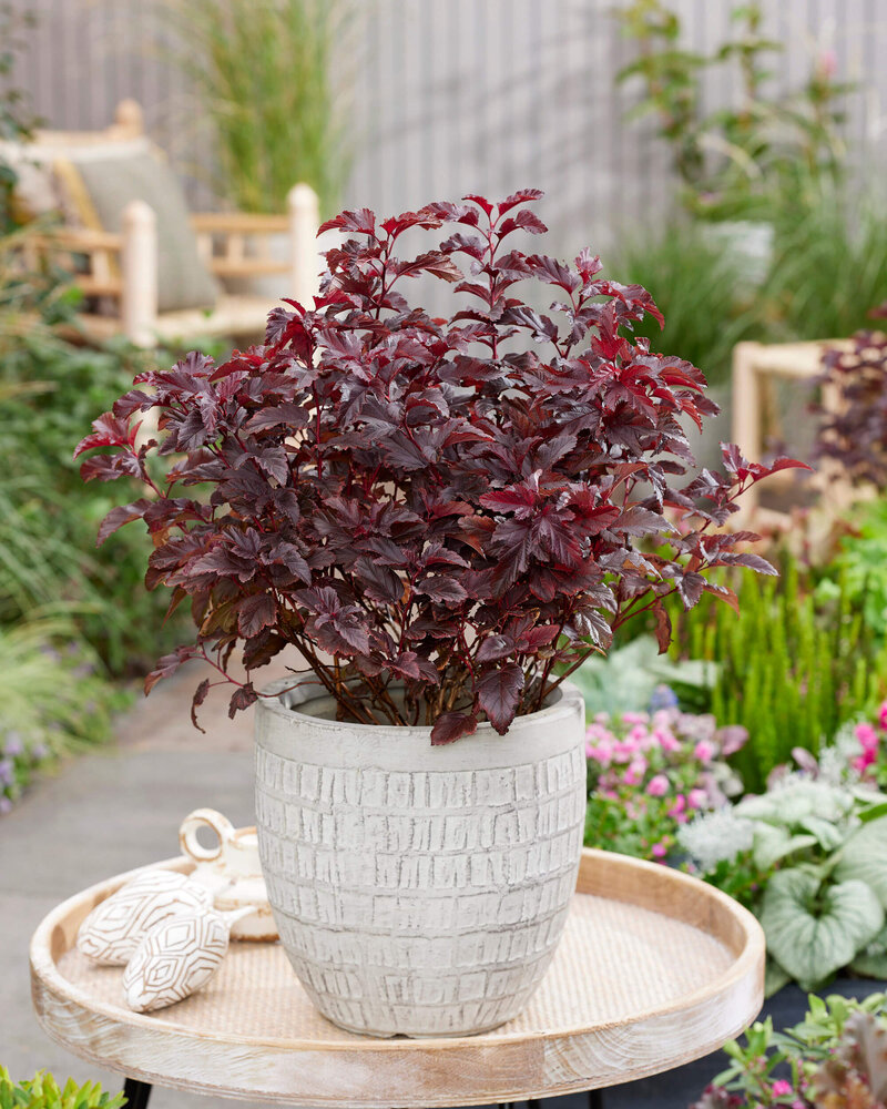 Physocarpus opulifolius Little Angel
