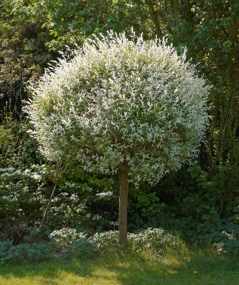 Salix integra Hakuro Nishiki