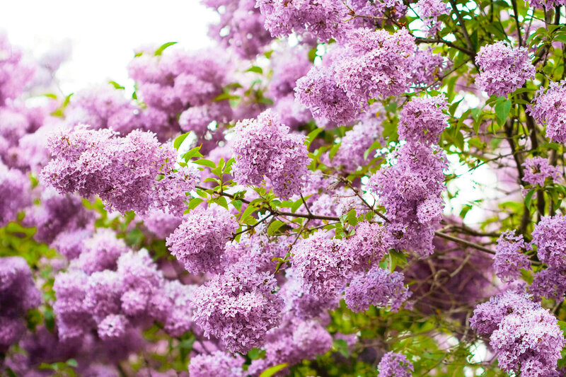 Syringa meyeri Palibin