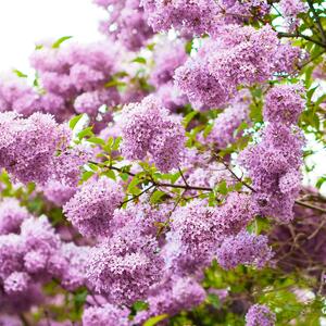 Syringa meyeri Palibin