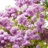 Syringa meyeri Palibin