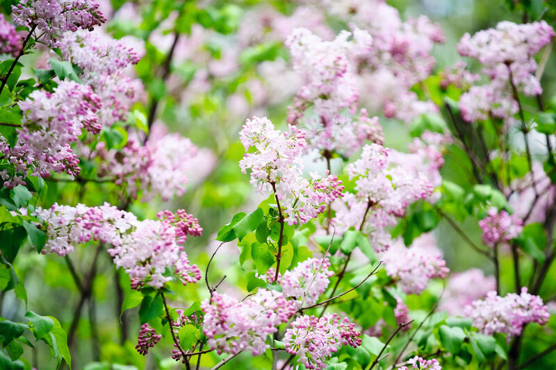 Syringa meyeri Palibin