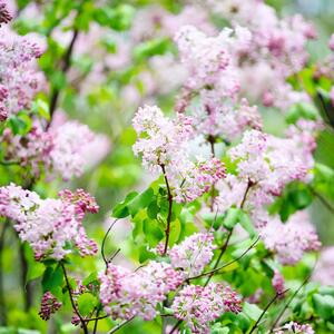Syringa meyeri Palibin