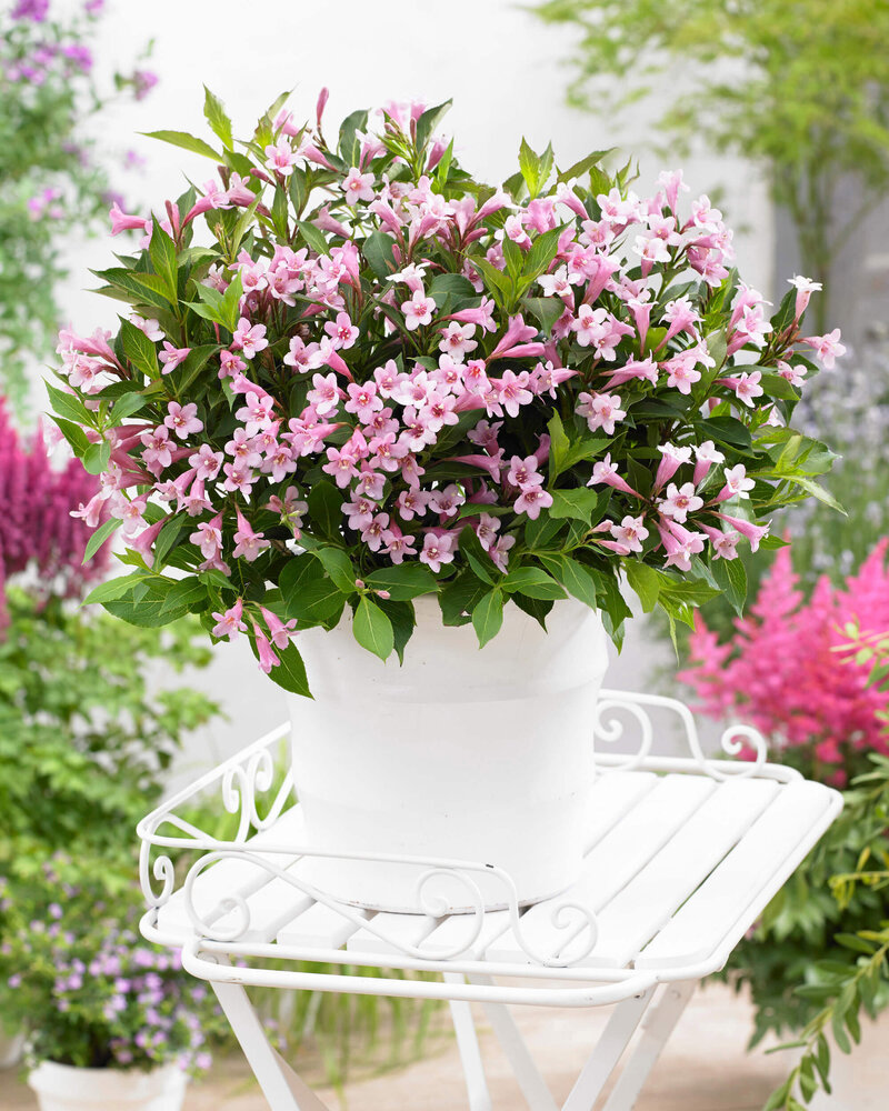 Weigela florida Pink Poppet