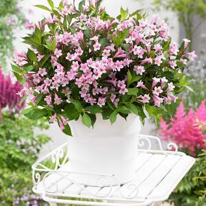 Weigela florida Pink Poppet