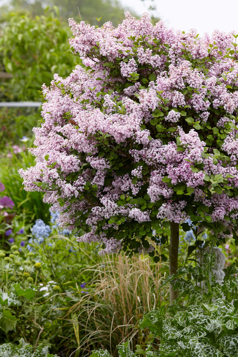 Syringa meyeri Palibin