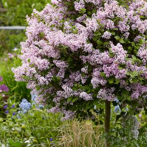 Syringa meyeri Palibin