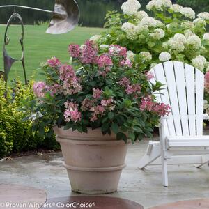 Hydrangea paniculata Little Quick Fire