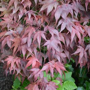 todo
