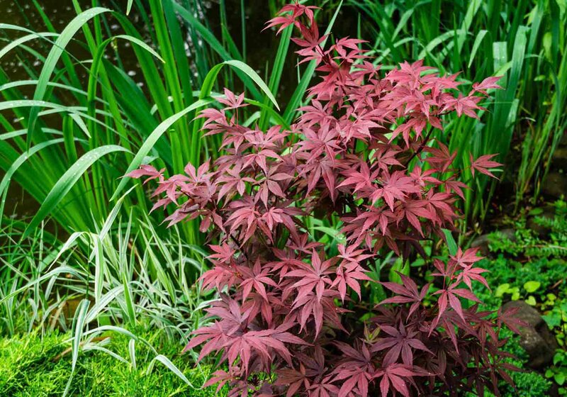 Acer palmatum 'Atropurpureum' 