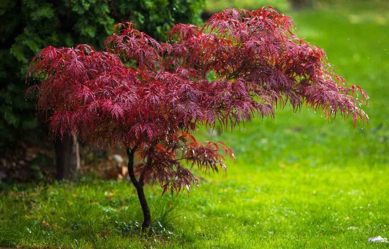 Acer palmatum 'Dissectum Garnet'