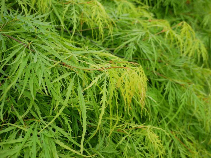 Acer palmatum 'Emerald Lace'