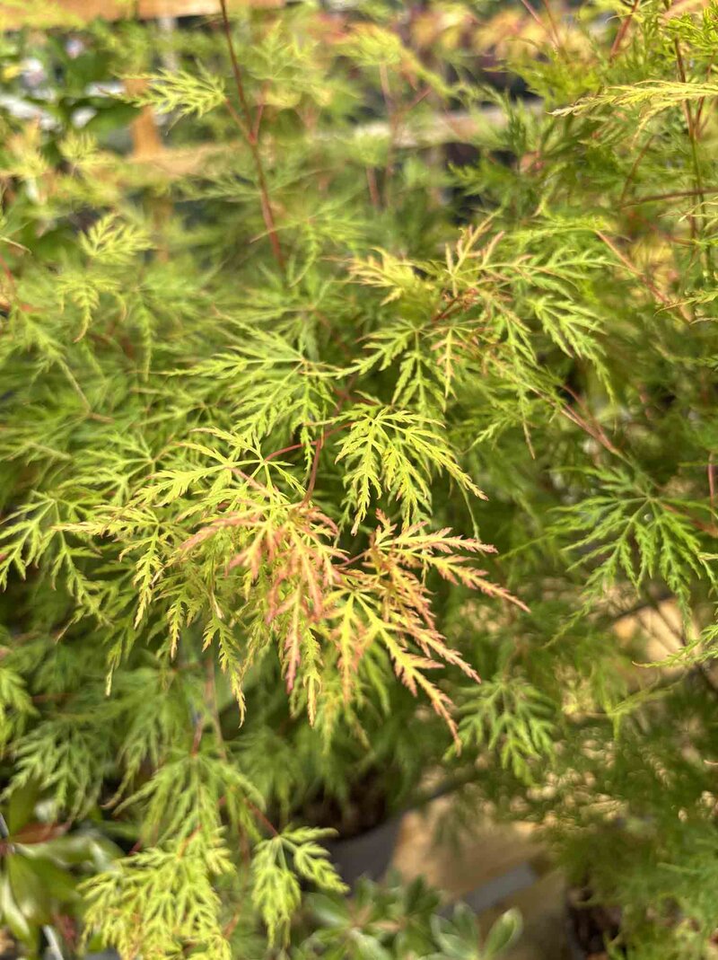 Acer palmatum 'Emerald Lace'
