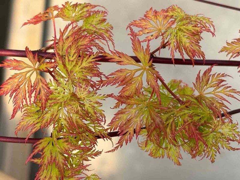 Acer palmatum 'Emerald Lace'