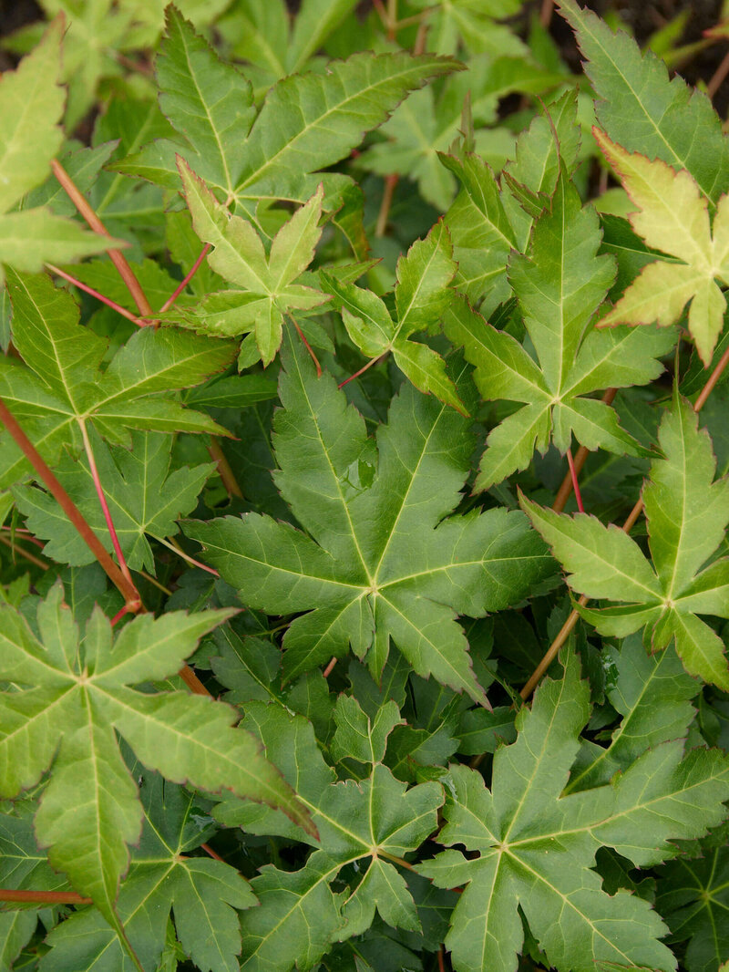 Acer palmatum Bi-Hoo