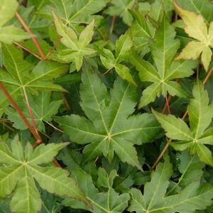 Acer palmatum Bi-Hoo