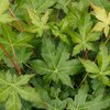 Acer palmatum Bi-Hoo