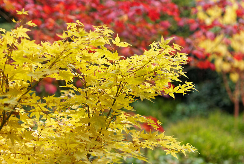 Acer palmatum Bi-Hoo