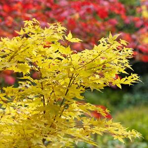 Acer palmatum Bi-Hoo