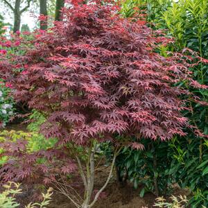 Acer palmatum Bloodgood