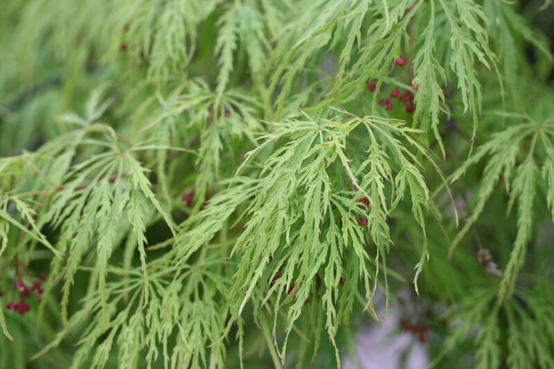 Acer palmatum Dissectum