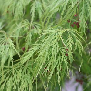 Acer palmatum Dissectum