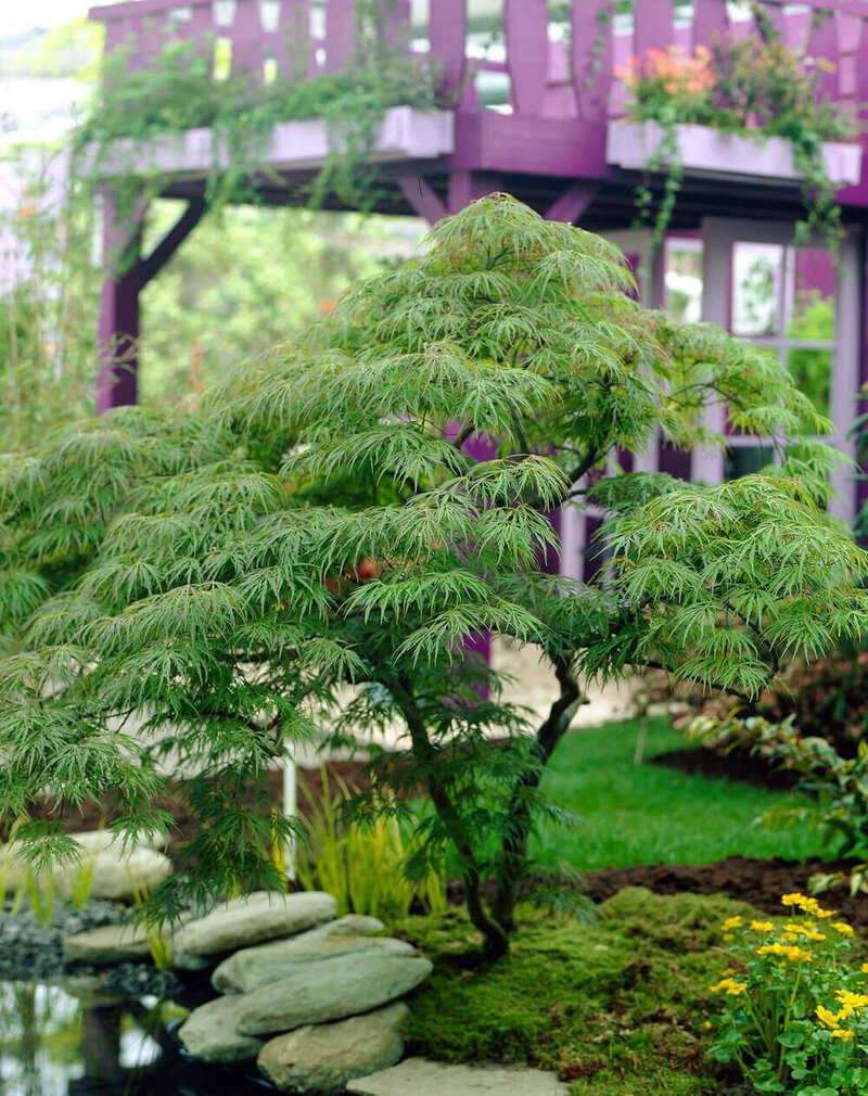 Acer palmatum Dissectum