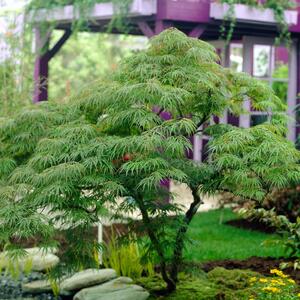 Acer palmatum Dissectum