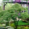 Acer palmatum Dissectum