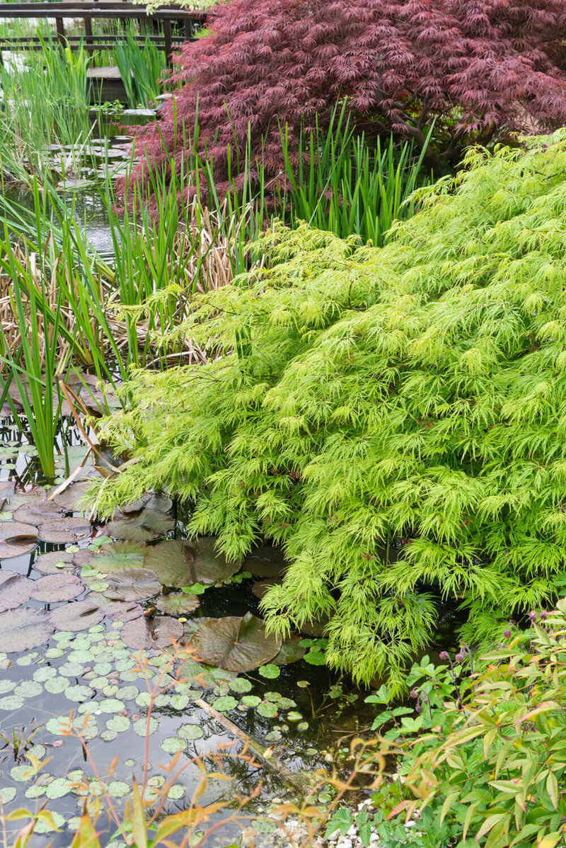 Acer palmatum Dissectum