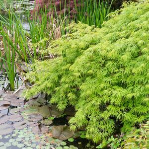 Acer palmatum Dissectum