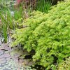 Acer palmatum Dissectum