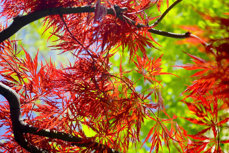 Acer palmatum Garnet