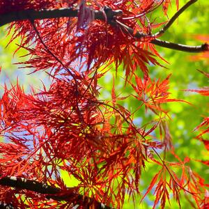 Acer palmatum Garnet