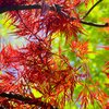 Acer palmatum Garnet