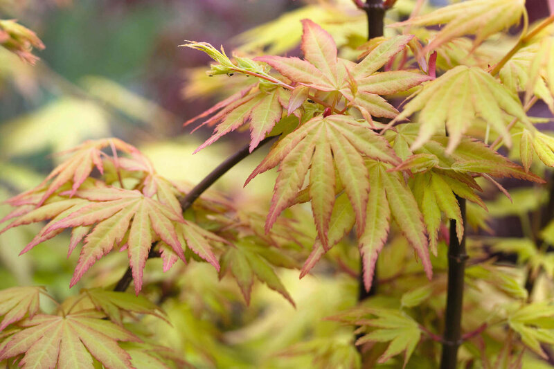 Acer palmatum Orange Dream