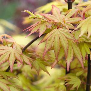 Acer palmatum Orange Dream