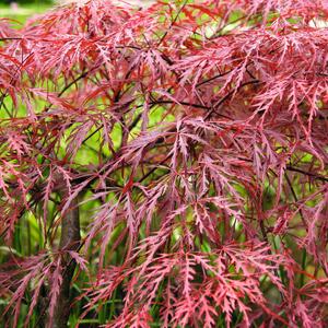 Acer palmatum Garnet