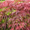 Acer palmatum Garnet