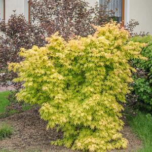 Acer palmatum Orange Dream