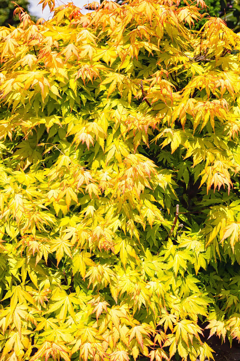 Acer palmatum Orange Dream