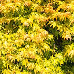 Acer palmatum Orange Dream